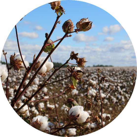 Cotone di provenienza etica Cotone di provenienza etica